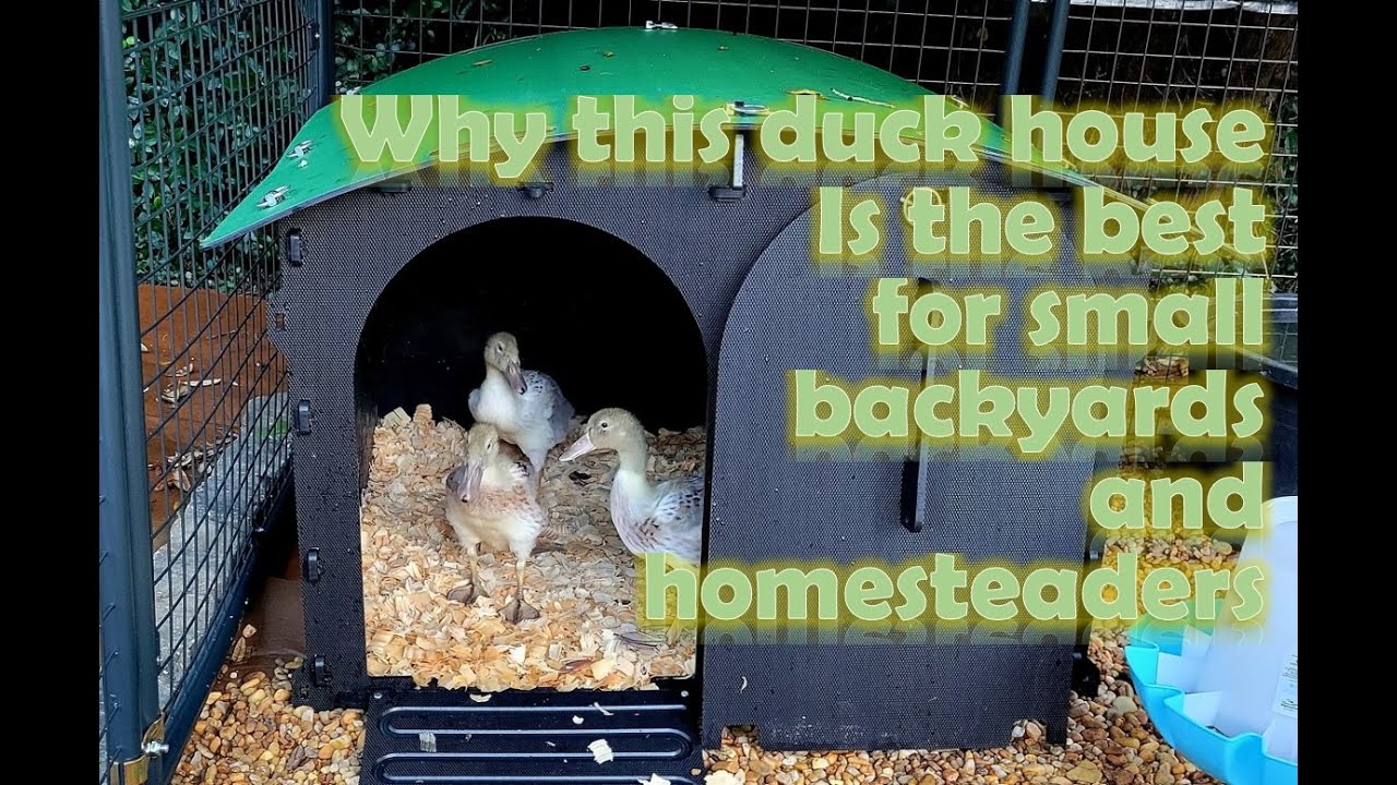 Ideal Duck House for Small Backyards and Homesteaders