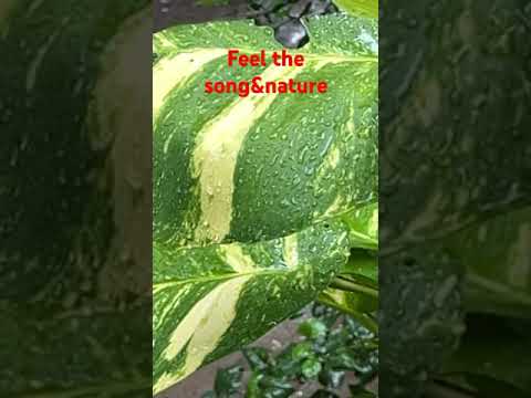 Feel the Song & Nature: Rain, Kuhu Kuhu Song & More