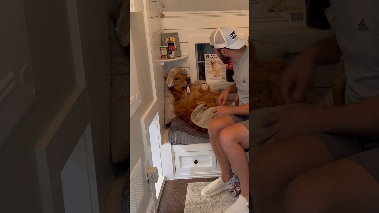 My dog faked being sick!