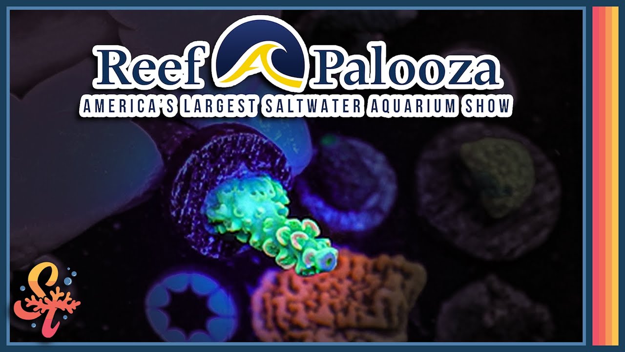 Coral Shopping Spree! - Reef-A-Palooza NY 2024 Walkthrough