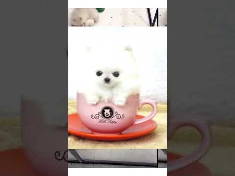 5 Things You MUST Know Before Getting a Teacup Pomeranian! π