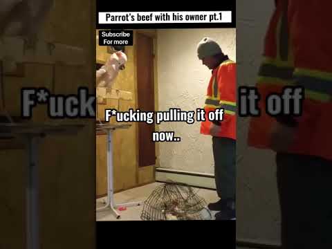 Suspicious Parrot Gets Freaked Out 😝