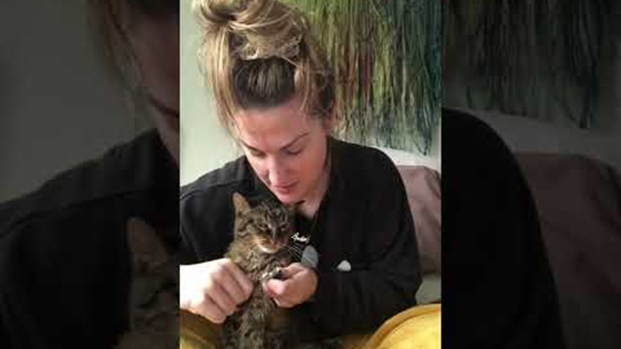 Dramatic Cat Protests Nail Clipping || ViralHog