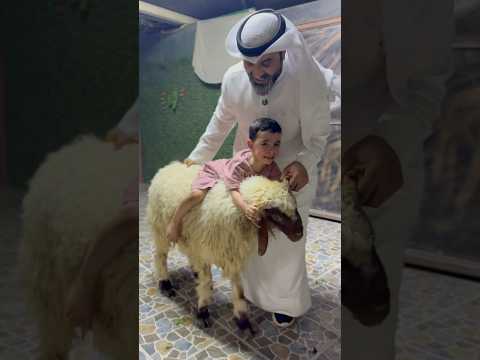 خروف العيد خوف عيالي #اكسبلور #ضحك #الكويت #ترند