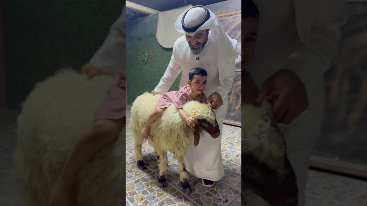 خروف العيد وضحكات عيالي في ترند الكويت 🎉