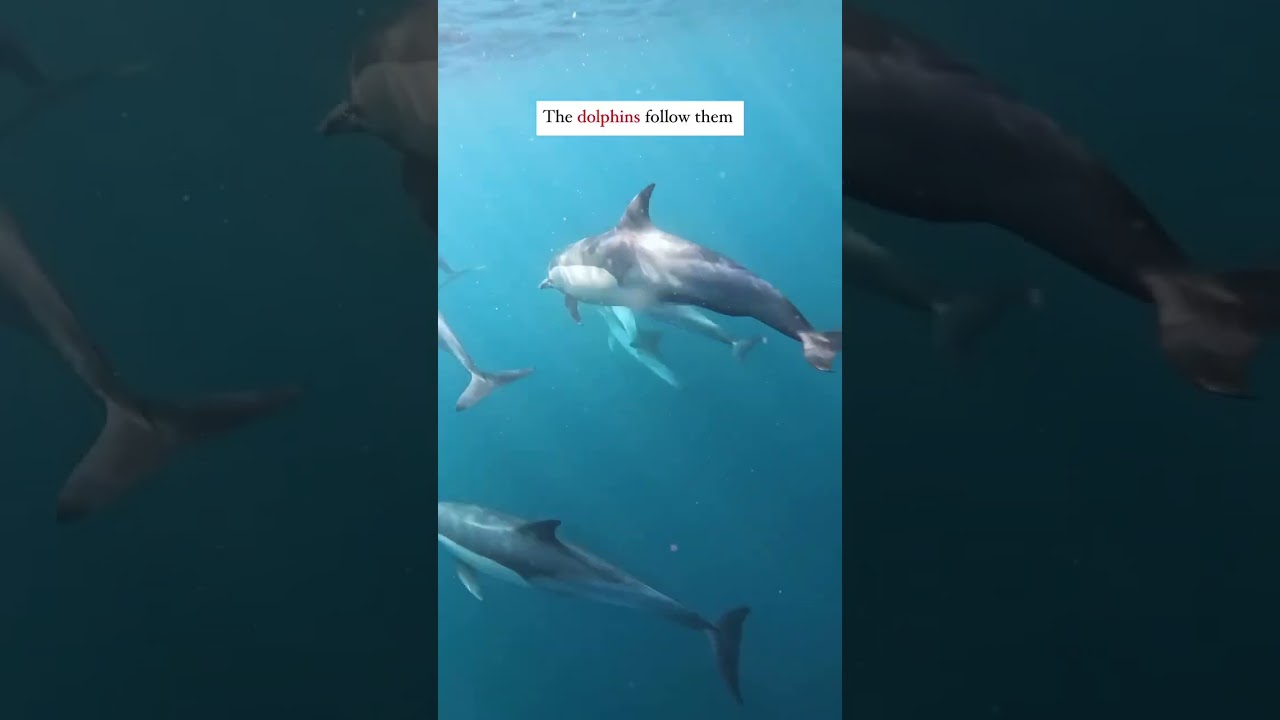 6 Days on a Tiny Boat for Epic Sardine Migration π