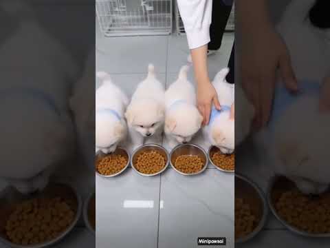 Teacup Dog Breeds/ Teacup Puppies 🐕 #puppy #cuteanimals #shorts #comedyeffect #animals #fyp