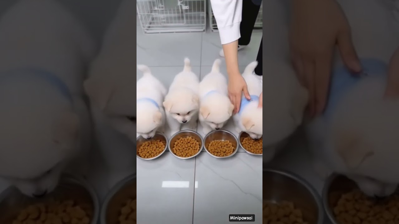 Adorable Teacup Dog Breeds You Must See! ๐ถ