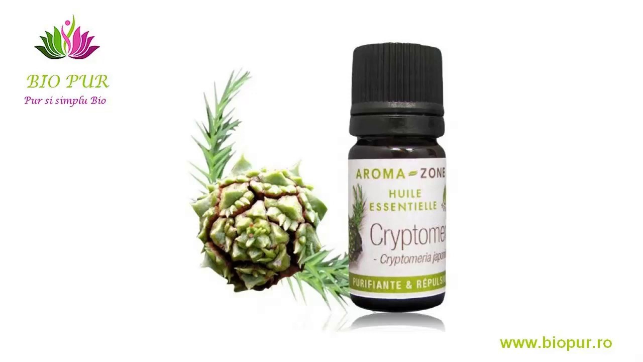 Ulei Esențial de Cedru Japonez Cryptomeria – Beneficii pentru Sănătate și Binele Tău 🌿