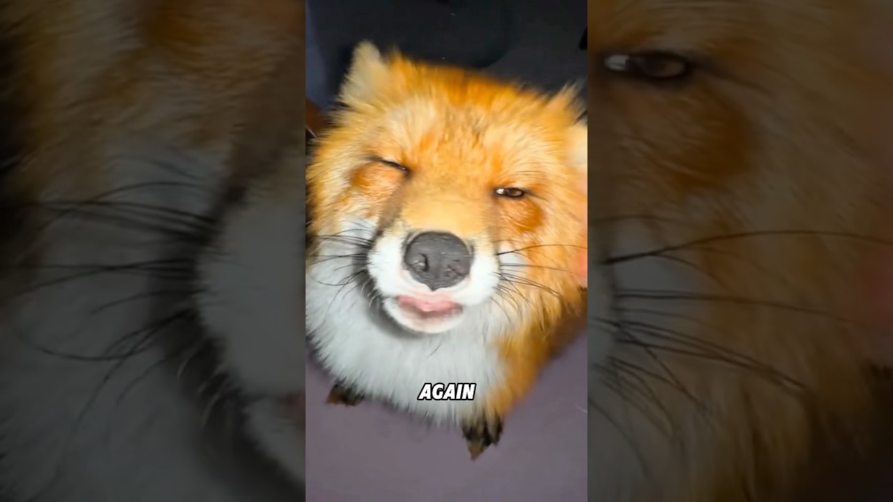 Red Fox Protects Its Tail 🦊