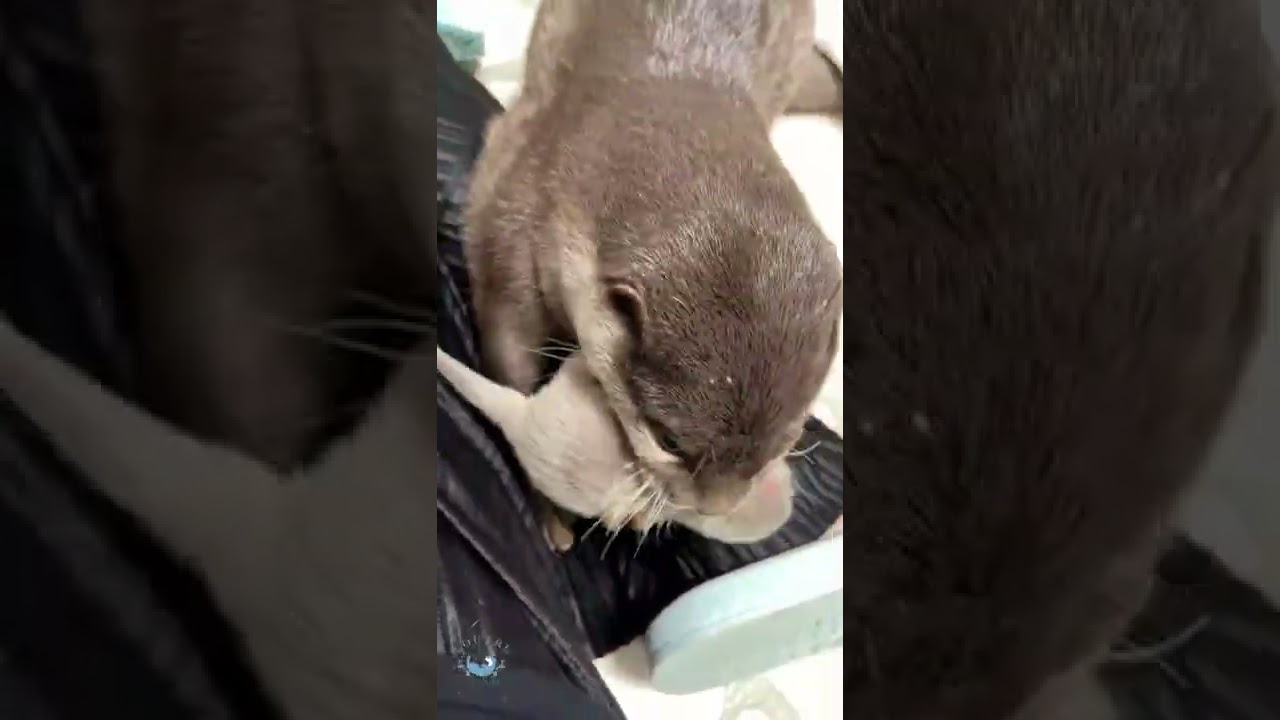 Baby Otter Tororo Returns! 🦦 #shorts