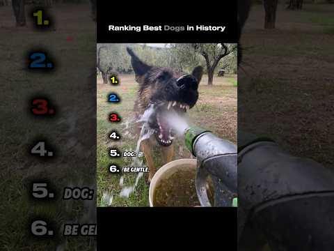 Ranking Best Dogs in History
