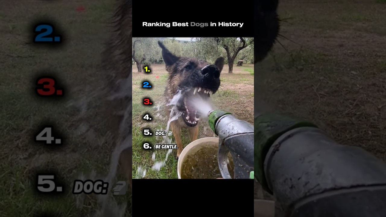 Top 10 Most Famous Dogs in History 🐶