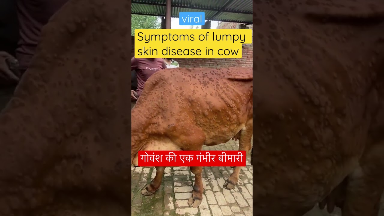 Lumpy Skin Disease Insights by Dr. Umar Khan 🐄