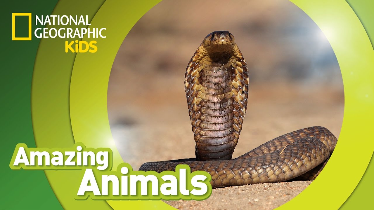 King Cobra Facts ๐ | Amazing Animals