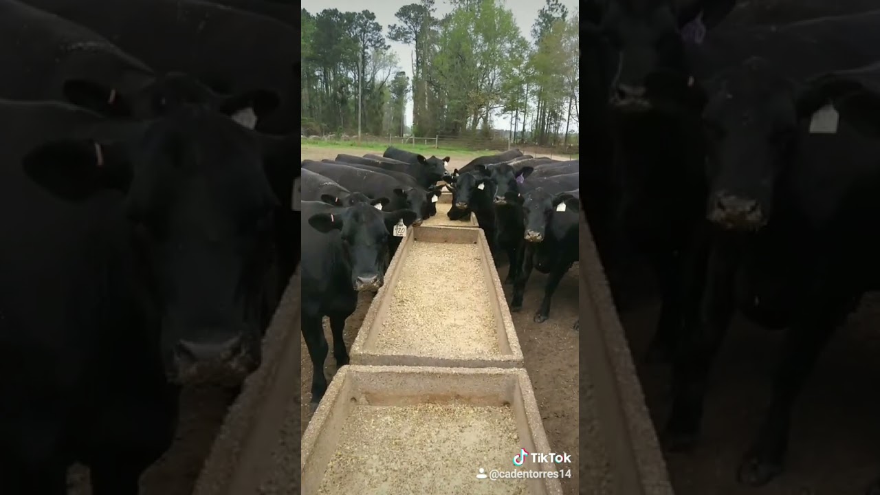 Twang Mason Ramsey: Young Country Star 🎤