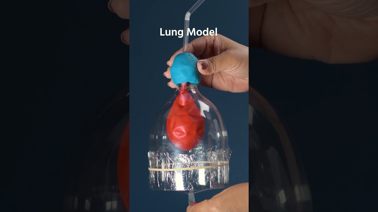 How Do Lungs Work? DIY Science Model 🫁