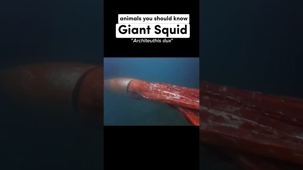 Giant Squid: The Largest Invertebrate 🦑