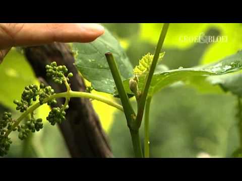 Druif snoeien - Groei & Bloei