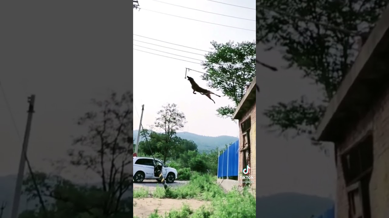 Опасная собака 🐕 в коротком видео