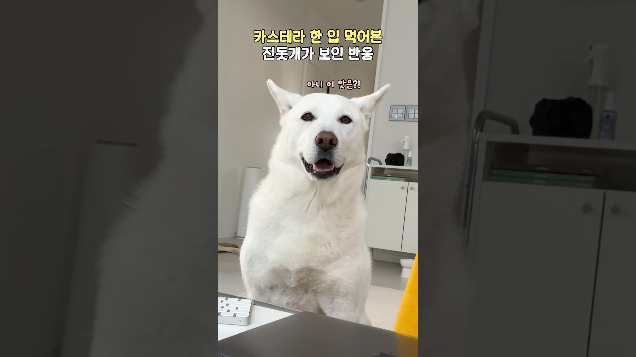 진돗개, 카스테라 한 입에 반응 🐶