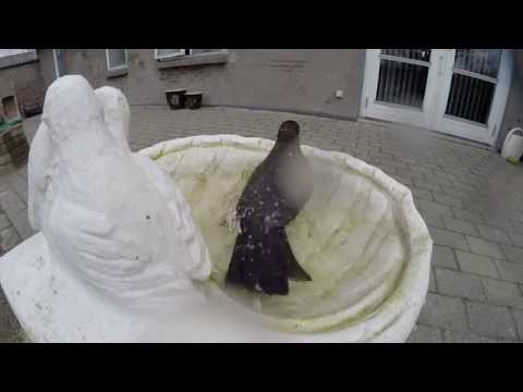 GoPro... mindag.tv2.dk ... Solsort bader