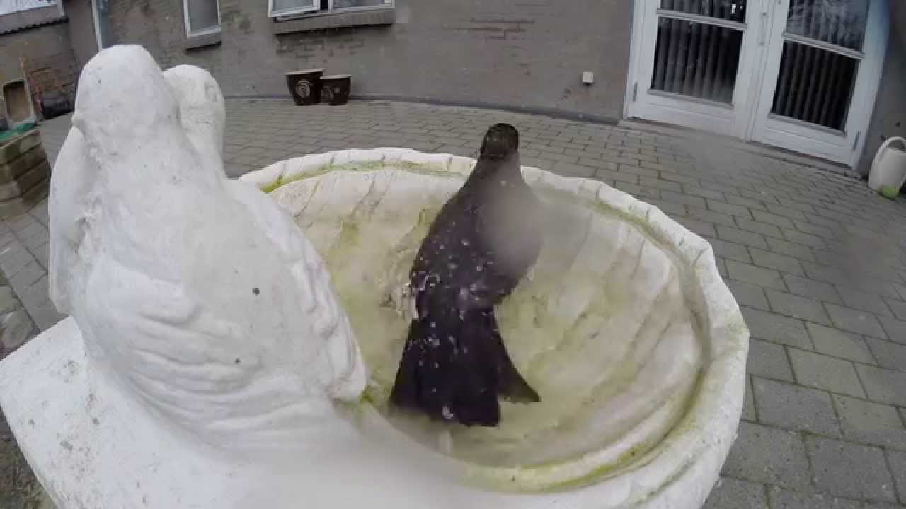 Se Solsorten Bader i Detalje 🦅 – Se Hele Klippet på mindag.tv2.dk