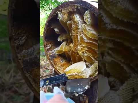 Asalari Uyasi Asal – O'ziga Xos Ta'mi 🍯