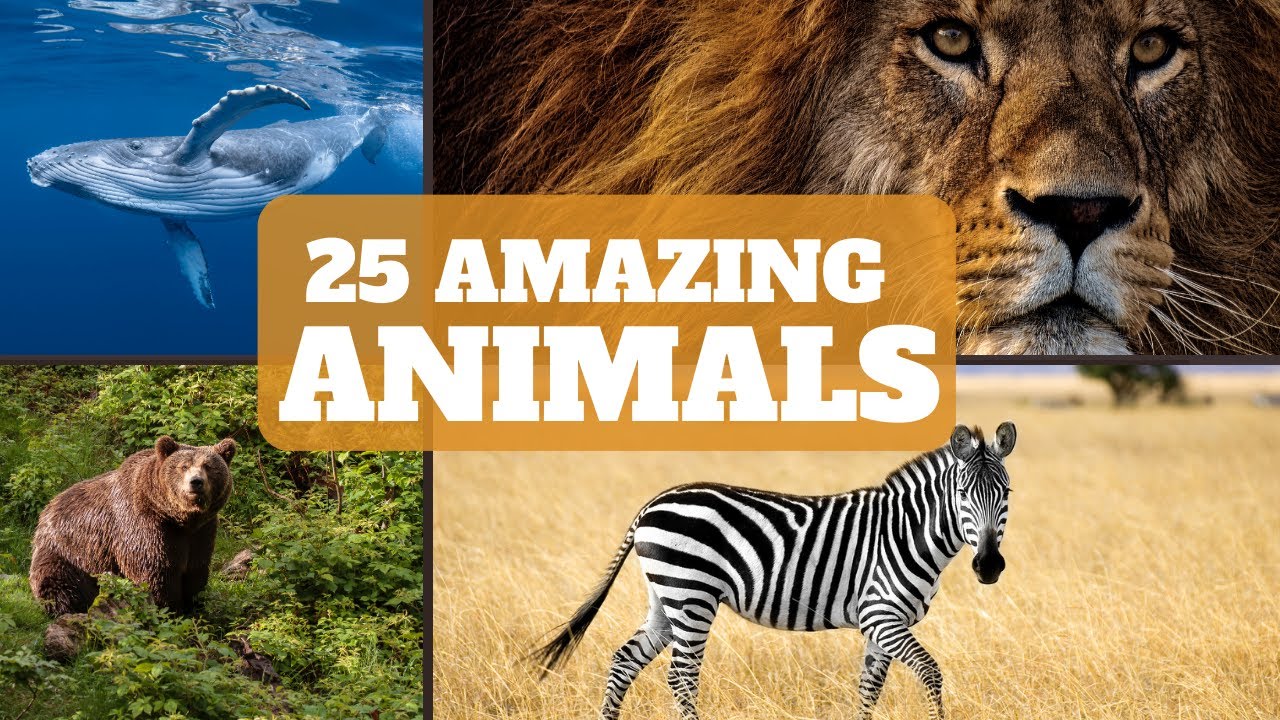 Fun Animal Facts for Kids 🐾