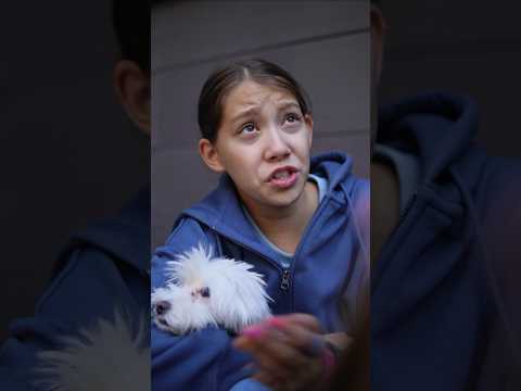 Про собаку: 1 серия #викачжан #сериал #vikazang #фильм #кино