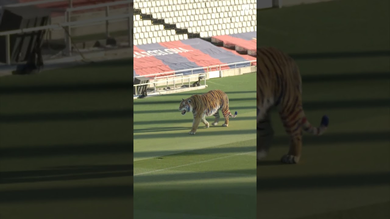 Exciting Moments Unfold in Barcelona! ⚽ #FCBarcelona #Shorts