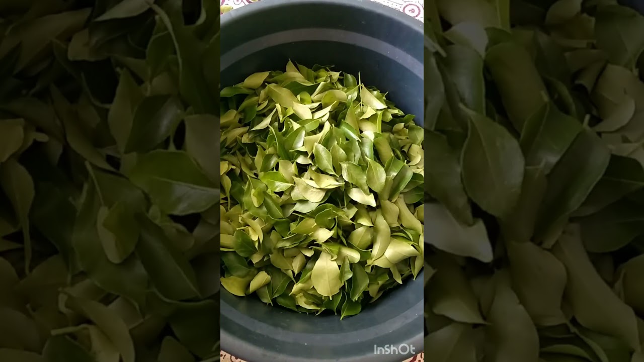 Long-term Storage Tips for Curry Leaves 🌿