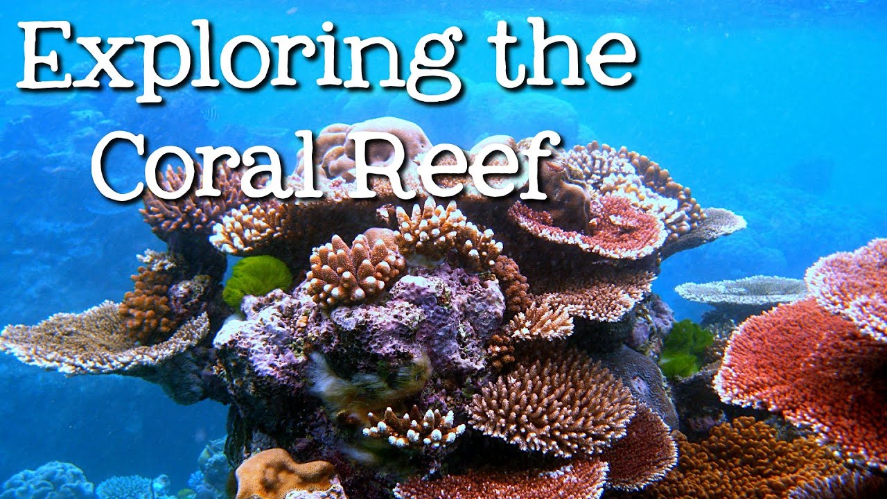 Discover Coral Reefs: Oceans for Kids 🌊