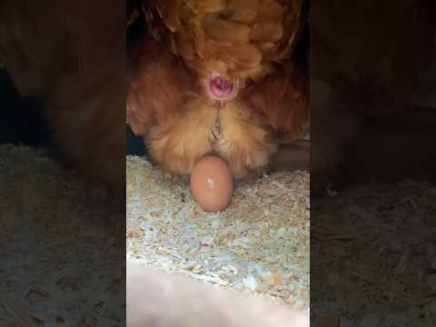 A Country Way Of Life