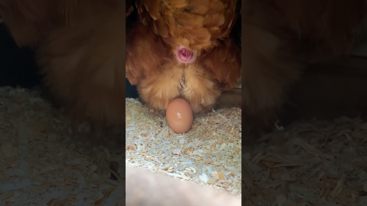 Chicken Laying Egg 🥚