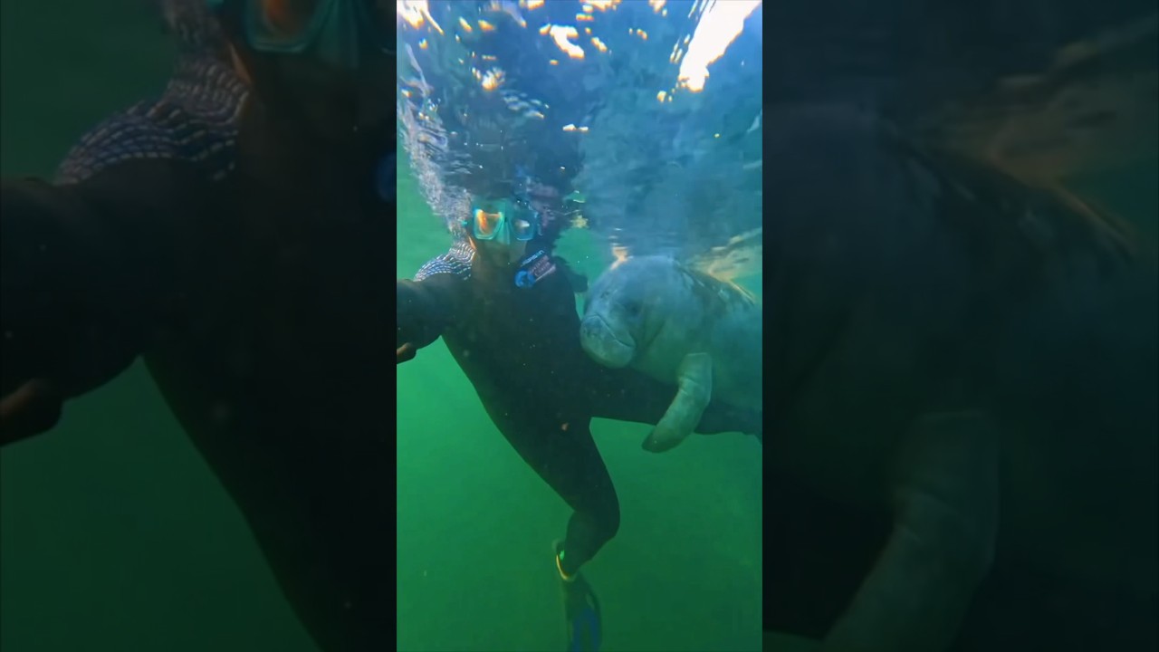 Manatee Hugs Snorkeler ❤️