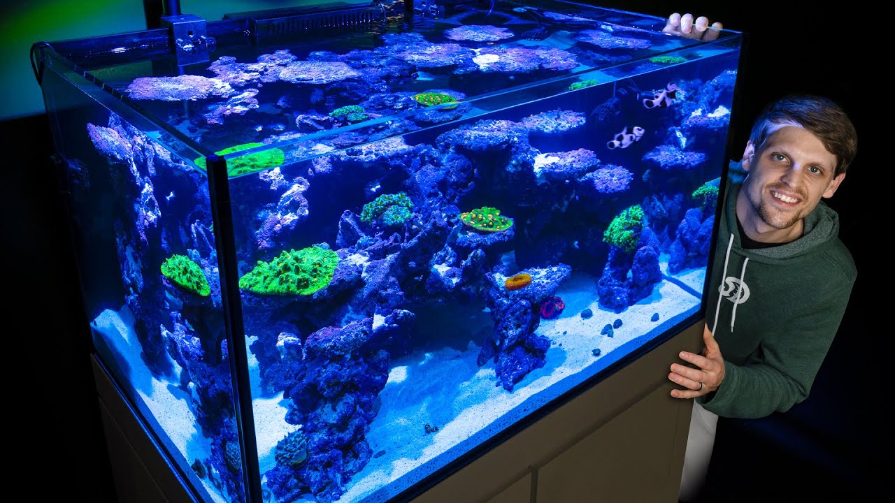 Indoor Ocean: Building Your Stunning Saltwater Coral Reef Aquarium 🌊