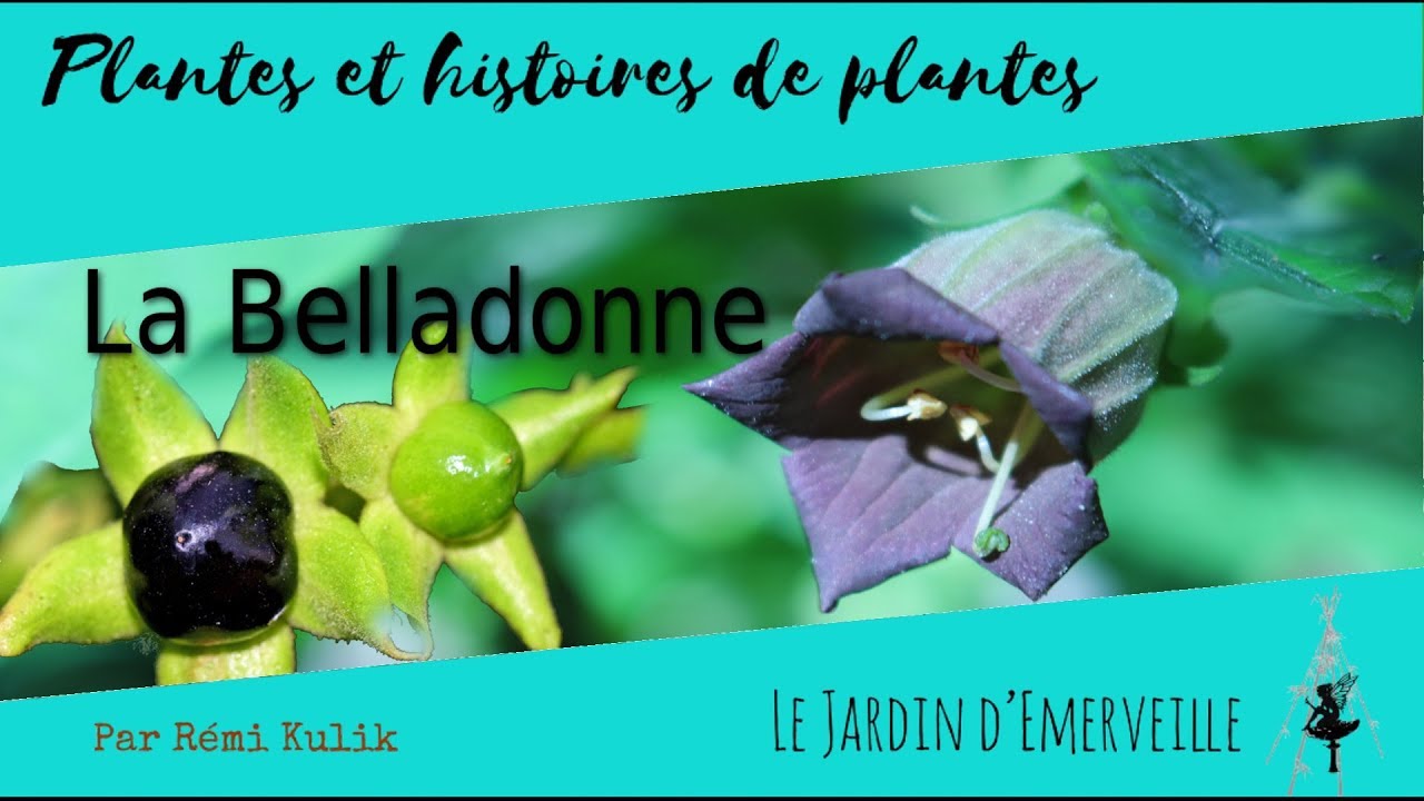 Belladone : Plante Sorcière & Beauté Mortelle 🌿