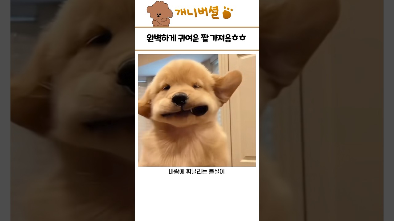 심쿵사 가능한 귀여운 동물 모음 181탄