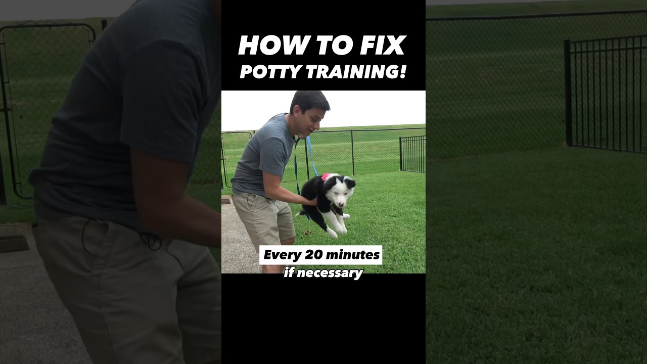 How to Fix Potty Training in 15 Seconds! 𤯠Itās That Easy!! #dogtrainer #puppytraining #dogtraining