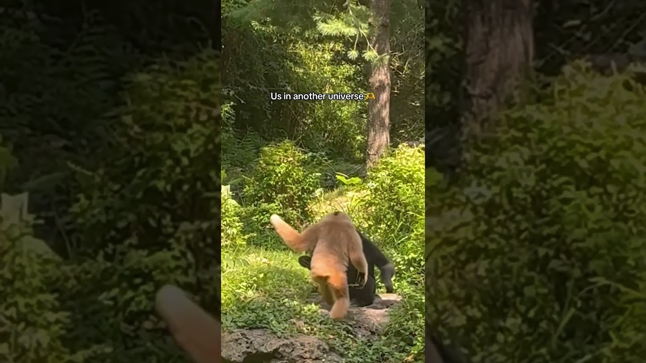 Gibbons Share Heartwarming Reunion Hug ❤️