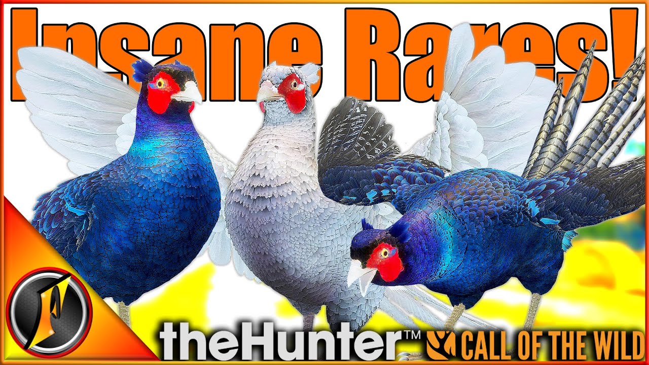 Rare Pheasant Kills in theHunter Call of the Wild 🦃