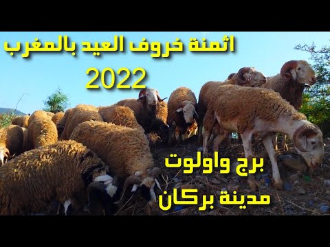 اثمنة خروف العيد بالمغرب 2022 برج واولوت مدينة بركان