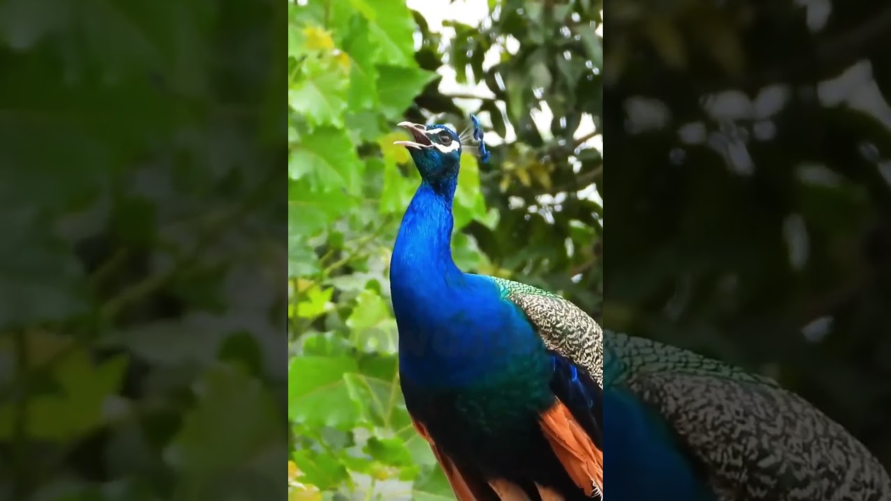 Peacock Sound 🦚