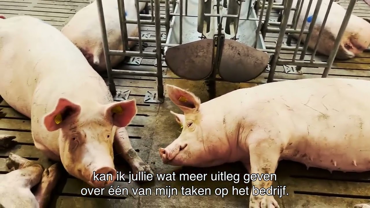 VILT TeeVee Veldvloggers: Dag op de varkenshouderij van Thomas