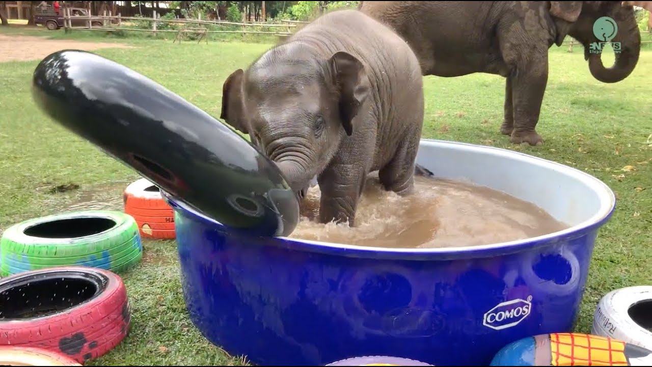 Top Ten Baby Elephants at Play - Elephantnews