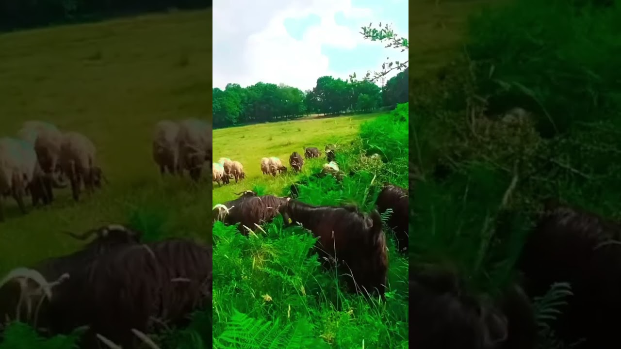Scenic Farm in Afghanistan 🌾
