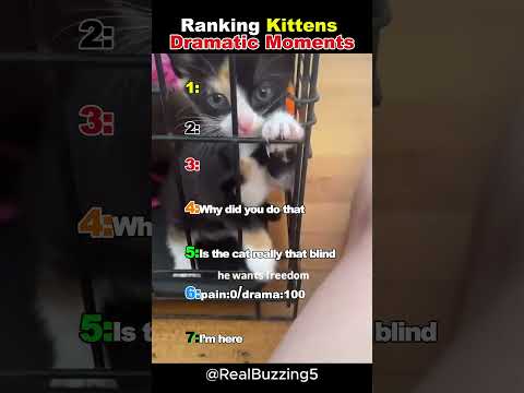 Ranking Kittens Most Dramatic Moments😹