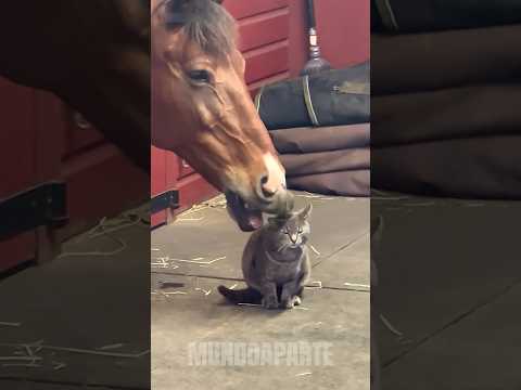 AMIZADE ENTRE GATO E CAVALO. #bicho #animal #curiosidades #gato #cavalo