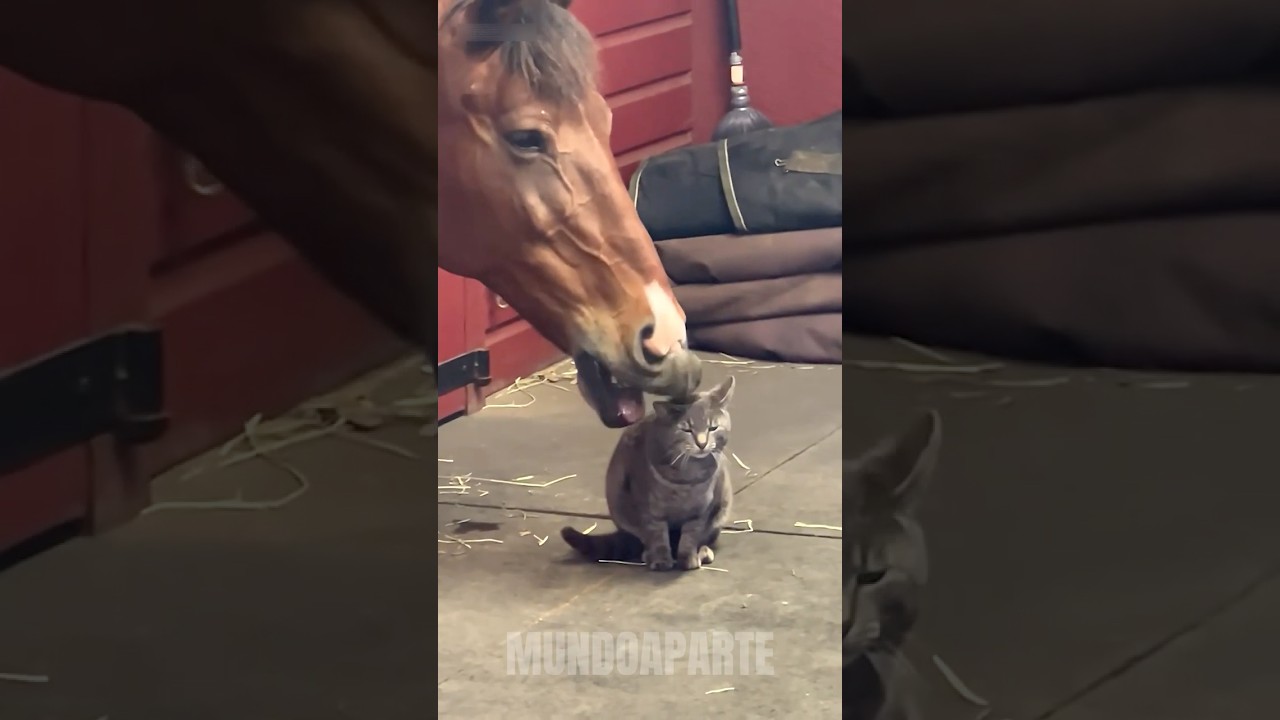 Incrível Amizade entre Gato e Cavalo 🐱🐴